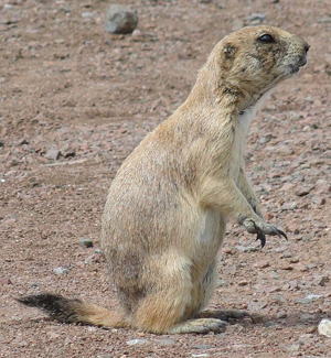 black tailed prairie dog